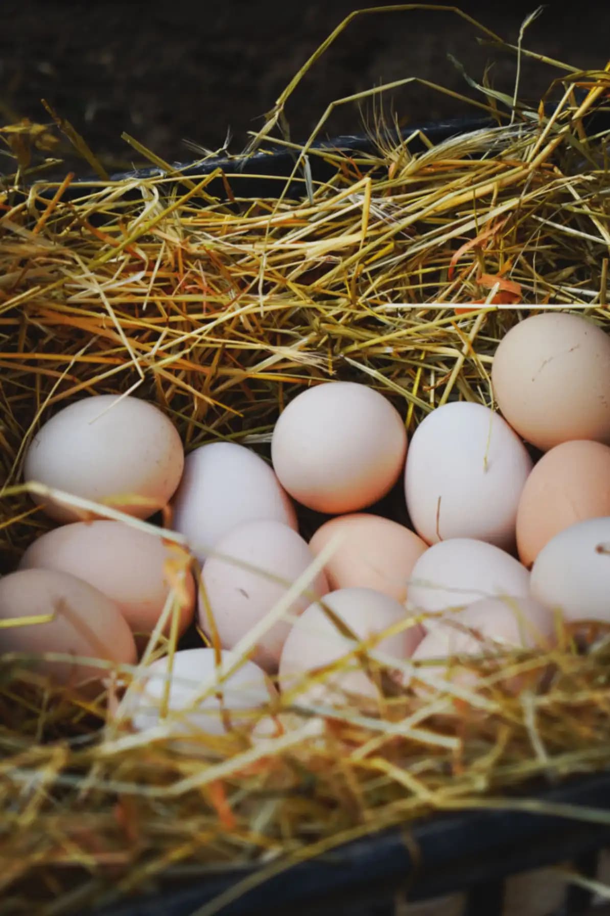 Farm Fresh Brown Eggs
